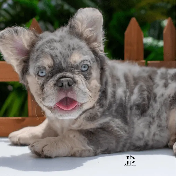 Bulldog Frances Fluffy Medellín