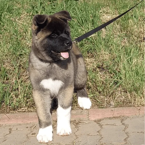 Akita Americano Medellin