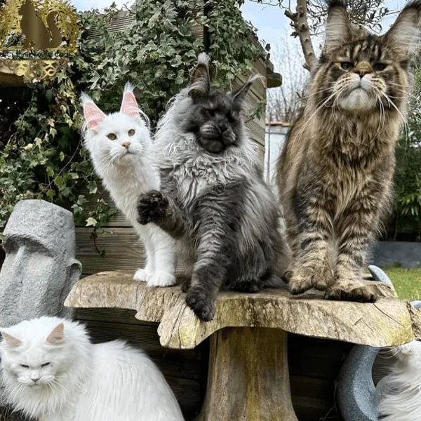Gatos Maine Coon