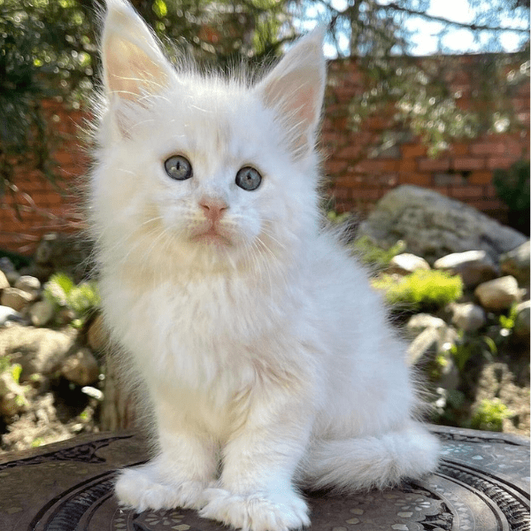 Gatos Maine Coon