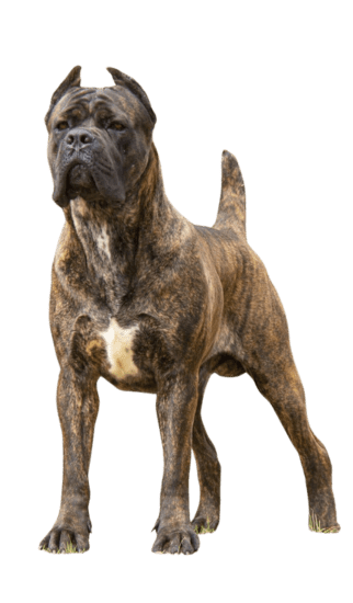 Cane corso Bogota Colombia