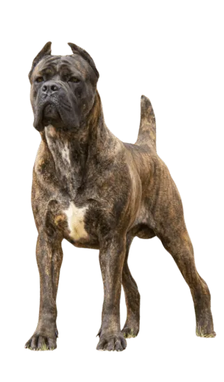 Cane corso Bogota Colombia