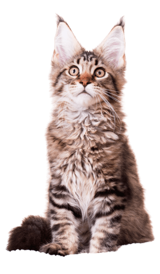 Gatos Maine Coon Colombia