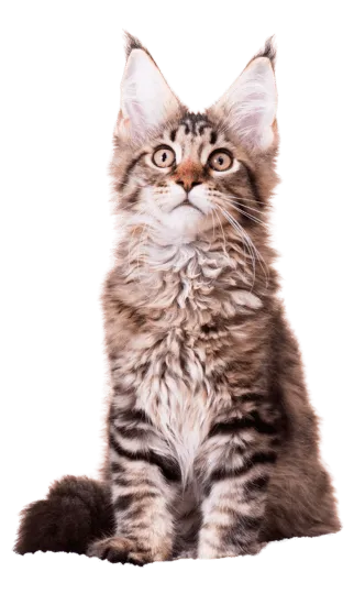 Gatos Maine Coon Colombia