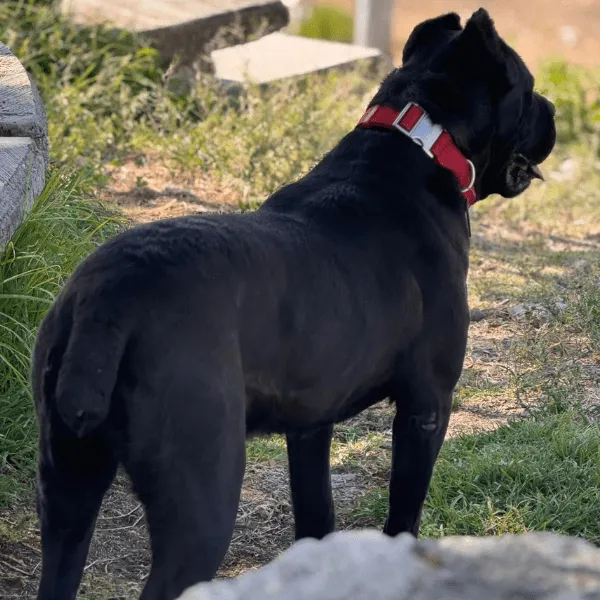 Cane corso Bogota Colombia