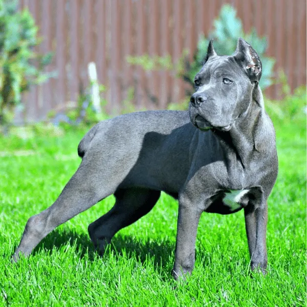 Cane corso Bogota Colombia