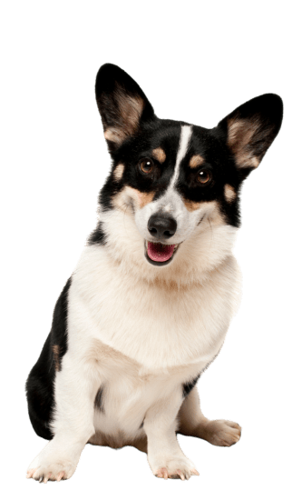Corgi perro medellin