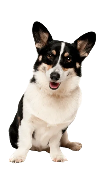 Corgi Galés de Pembroke - Dinastía del Cachorro