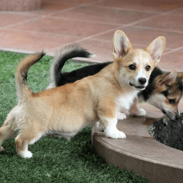Corgi Perro Medellin Colombia