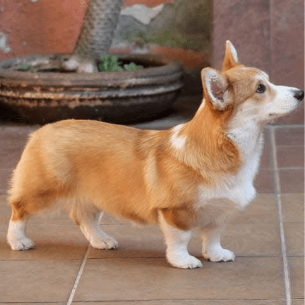 Corgi Perro Medellin Colombia