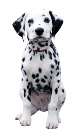 Dálmata - Dinastía del Cachorro