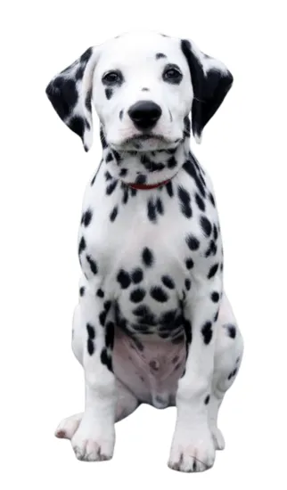 Dálmata - Dinastía del Cachorro