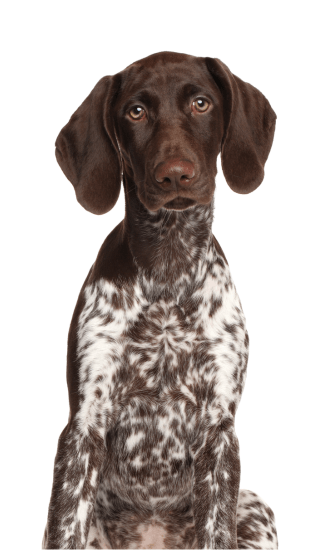 Pointer Braco Alemán de pelo corto en Colombia