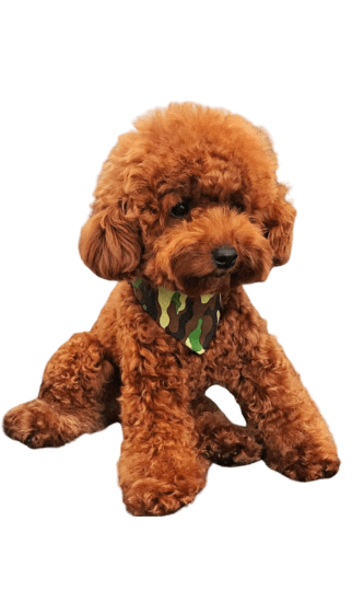 Poodle Toy Café Rojo Medellín