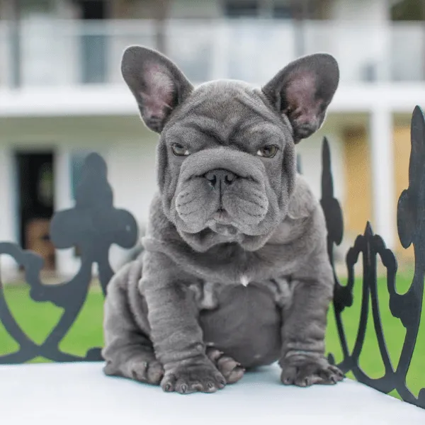 Img-Dinastia-del-Cachorro-Home-Razas-BulldogFrances-Bigrope