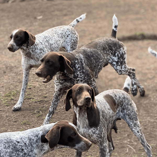 Pointer Braco Alemán de pelo corto en Colombia