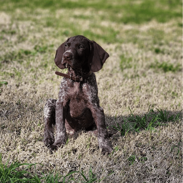 Pointer Braco Alemán de pelo corto en Colombia