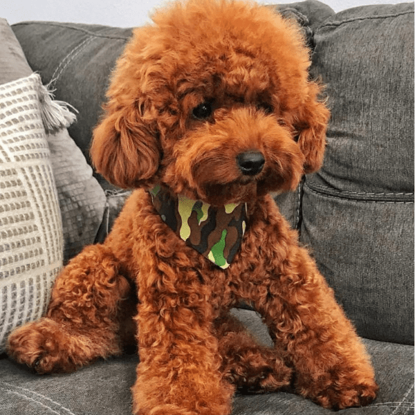 Poodle Toy Café Rojo Medellín