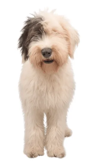 Pastor Ovejero Inglés (Bobtail) - Dinastía del Cachorro