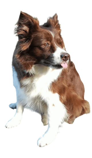 Border Collie Chocolate Medellín Colombia