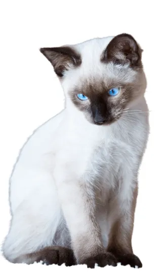 Gato Siames Medellín Colombia