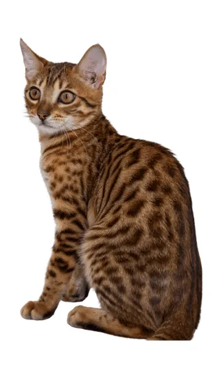 Gatos Bengalí Medellín Colombia