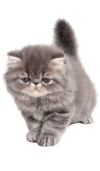 Gatos Persa Medellín Colombia