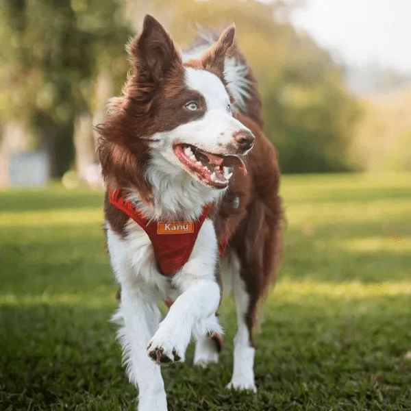 Border Collie Chocolate