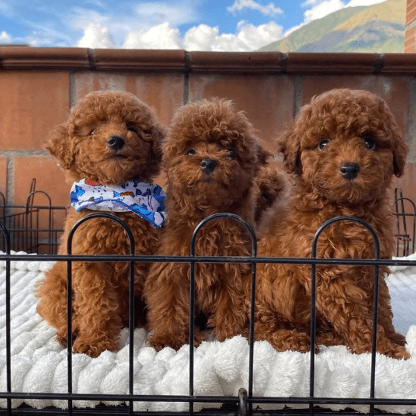 Caniche Toy Apricot en Colombia