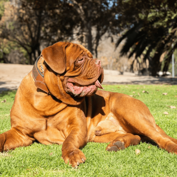 Dogo de Burdeos en Colombia