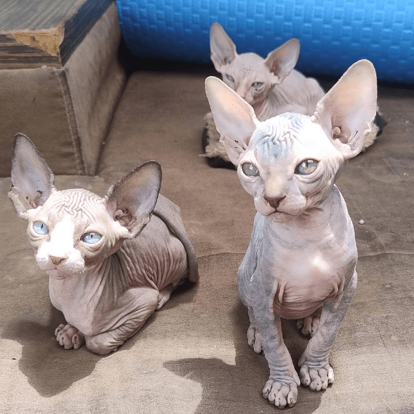 Gato Esfinge Medellín Colombia
