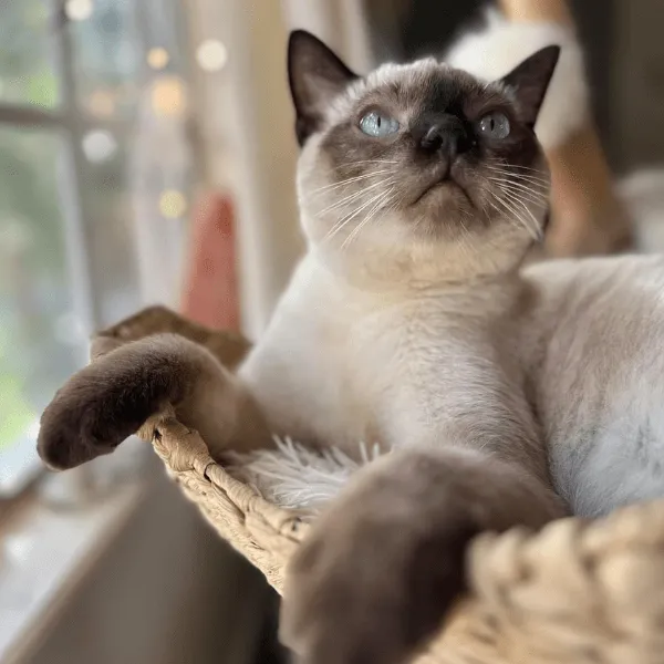 Gato Siames Medellín Colombia