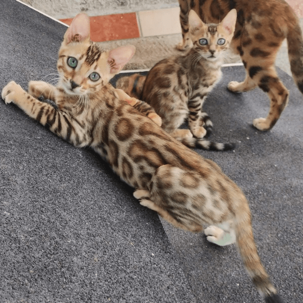 Gatos Bengalí Medellín Colombia