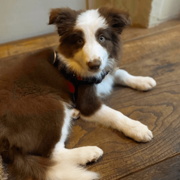 Border Collie Chocolate Medellín Colombia