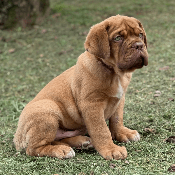 Dogo de Burdeos en Colombia
