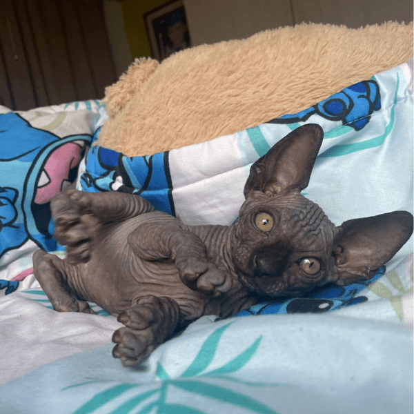Gato Esfinge Medellín Colombia