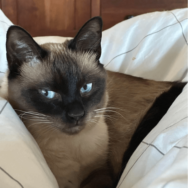 Gato Siames Medellín Colombia