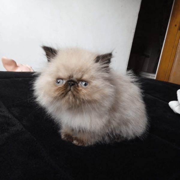 Gatos Persa Medellín Colombia