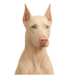dóberman albino Colombia 