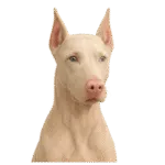 dóberman albino Colombia 