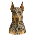 dóberman Merle Colombia