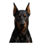 dóberman negro fuego Colombia 