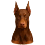 dóberman rojo fuego Colombia