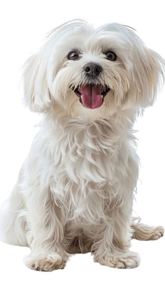 Bichón Maltes Colombia