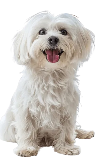 Bichón Maltes Colombia