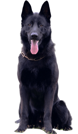 Pastor Alemán Negro Sólido