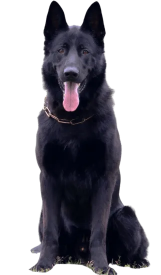 Pastor Alemán Negro Sólido