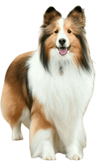 Pastor Shetland (Sheltie)