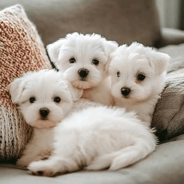 Bichón Maltés en Cali