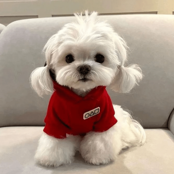 Bichón Maltes en Medellín